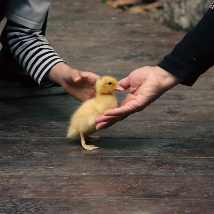 Caring for the Ducklings