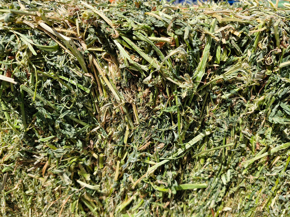 Lucerne First Grade - Fresh Cut