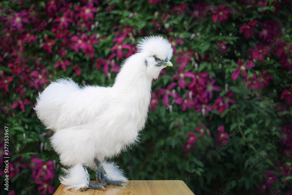 Friendship Farm Mobile Petting Zoo