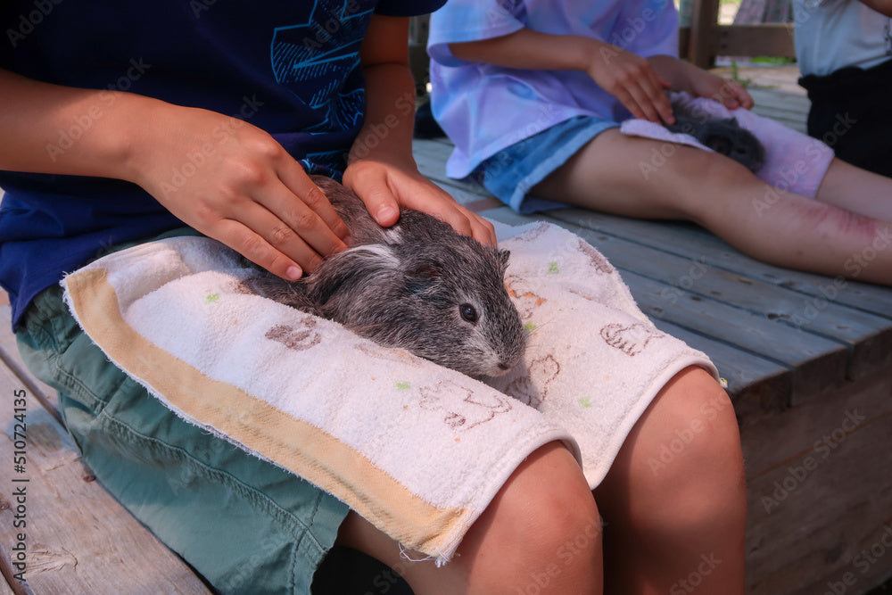 Friendship Farm Mobile Petting Zoo
