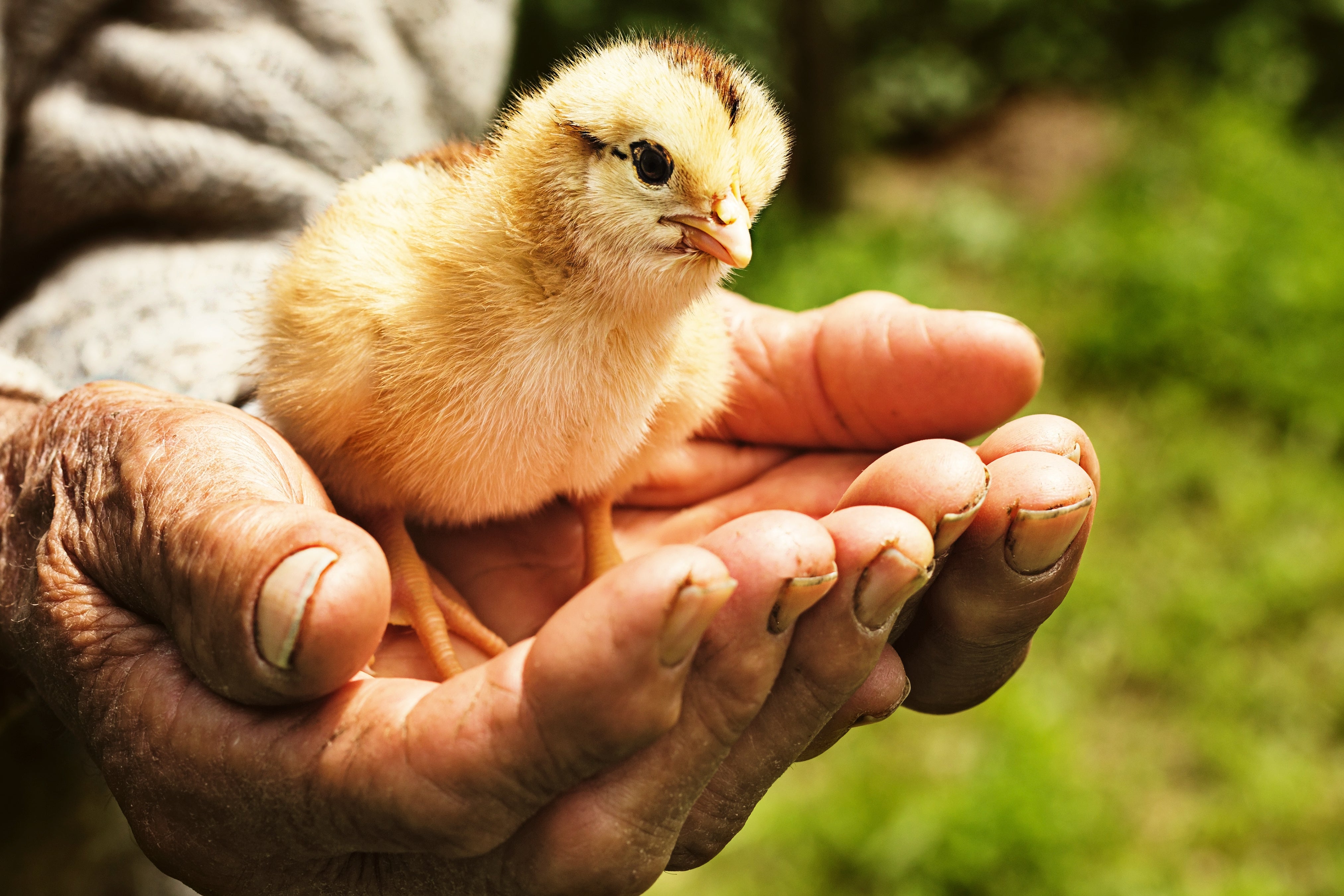 Chicken Hatching Program Hatching Chicks Program - Chick And Duckling Hatching For Schools ELCs