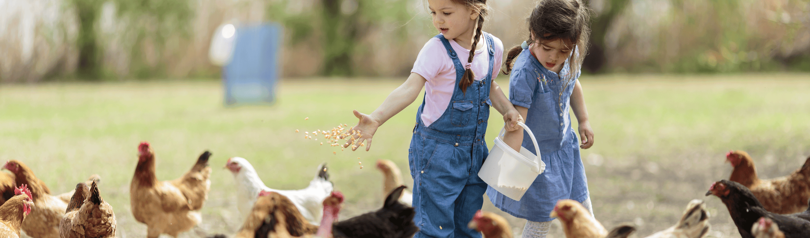 Chicken Welfare — Hatching Chicks