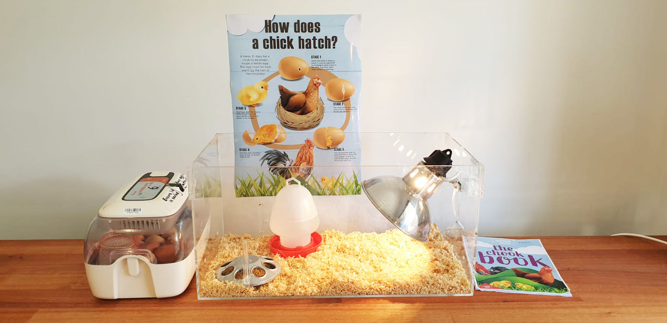 Chicken Hatching Program The Hatching Chick Program - Schools and Homes Egg Hatching — Hatching ...