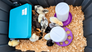 Top-down view of a brooder with mixed-color chicks, a teal heating panel, wood shavings, and purple-and-white food and water feeders.