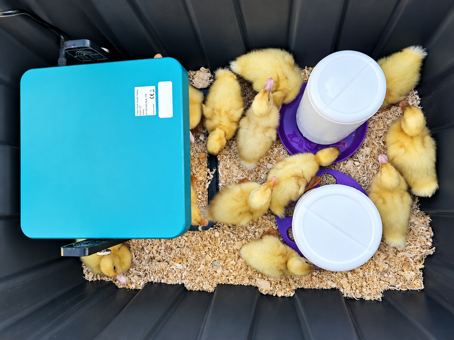 Yellow ducklings gathered around a teal electric brooder with food and water feeders in a wood-shaving-lined brooder box.