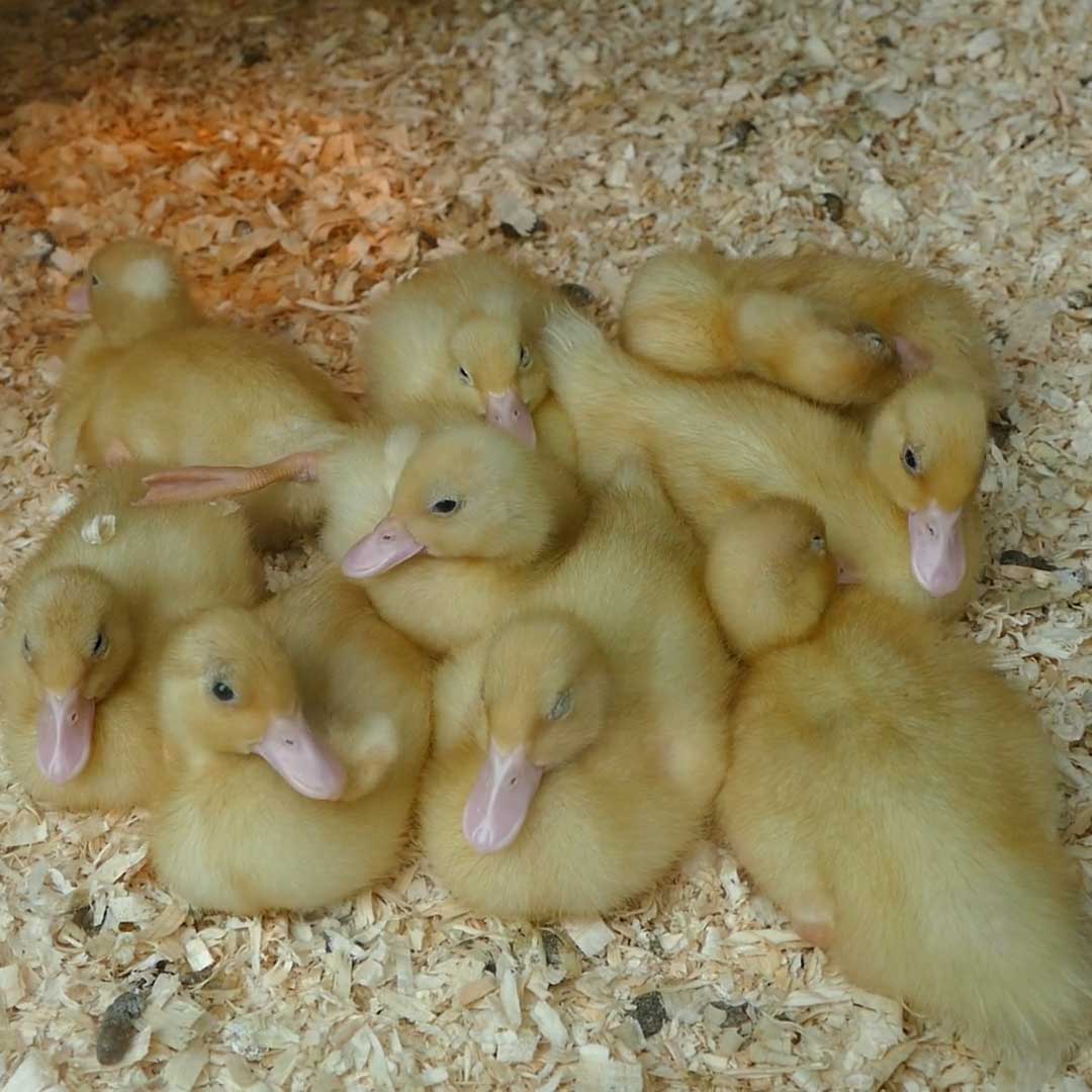 Adopt a Duckling — Hatching Chicks