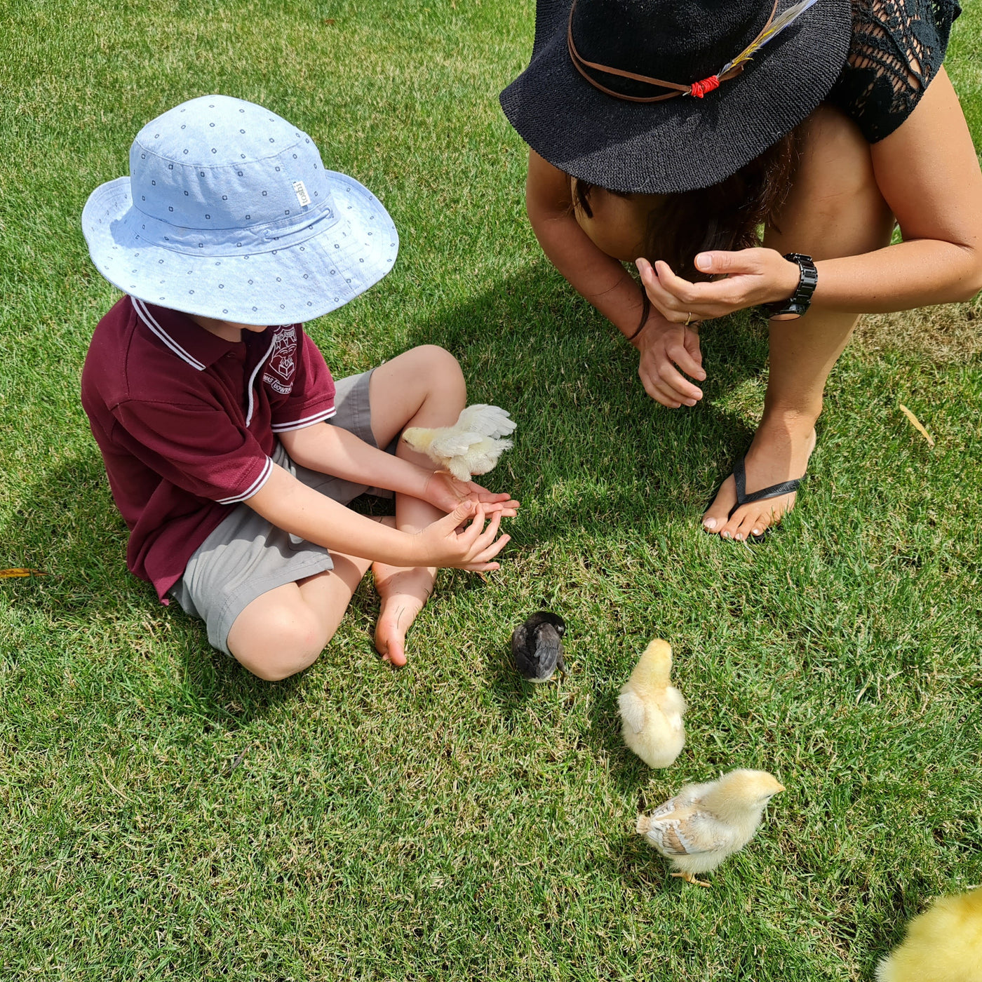 Hacking Chicks Hatching baby chickens in the classroom — Hatching Chicks