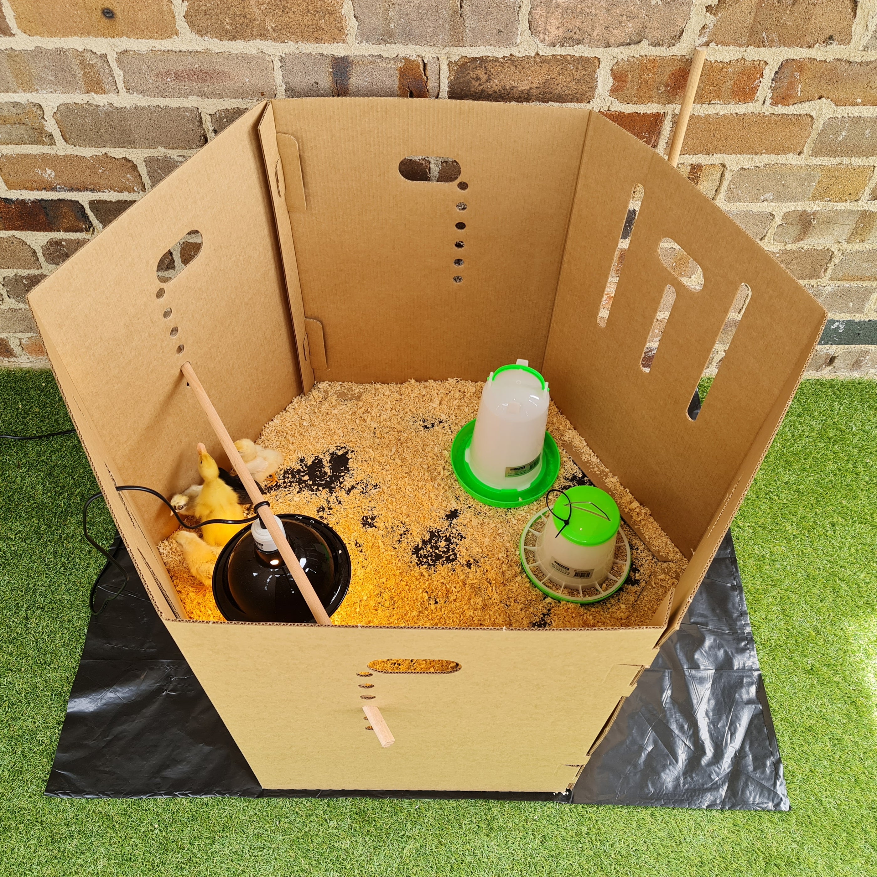 Chicken Hatching Program Hatching Chicks Program - Chick And Duckling Hatching For Schools ELCs