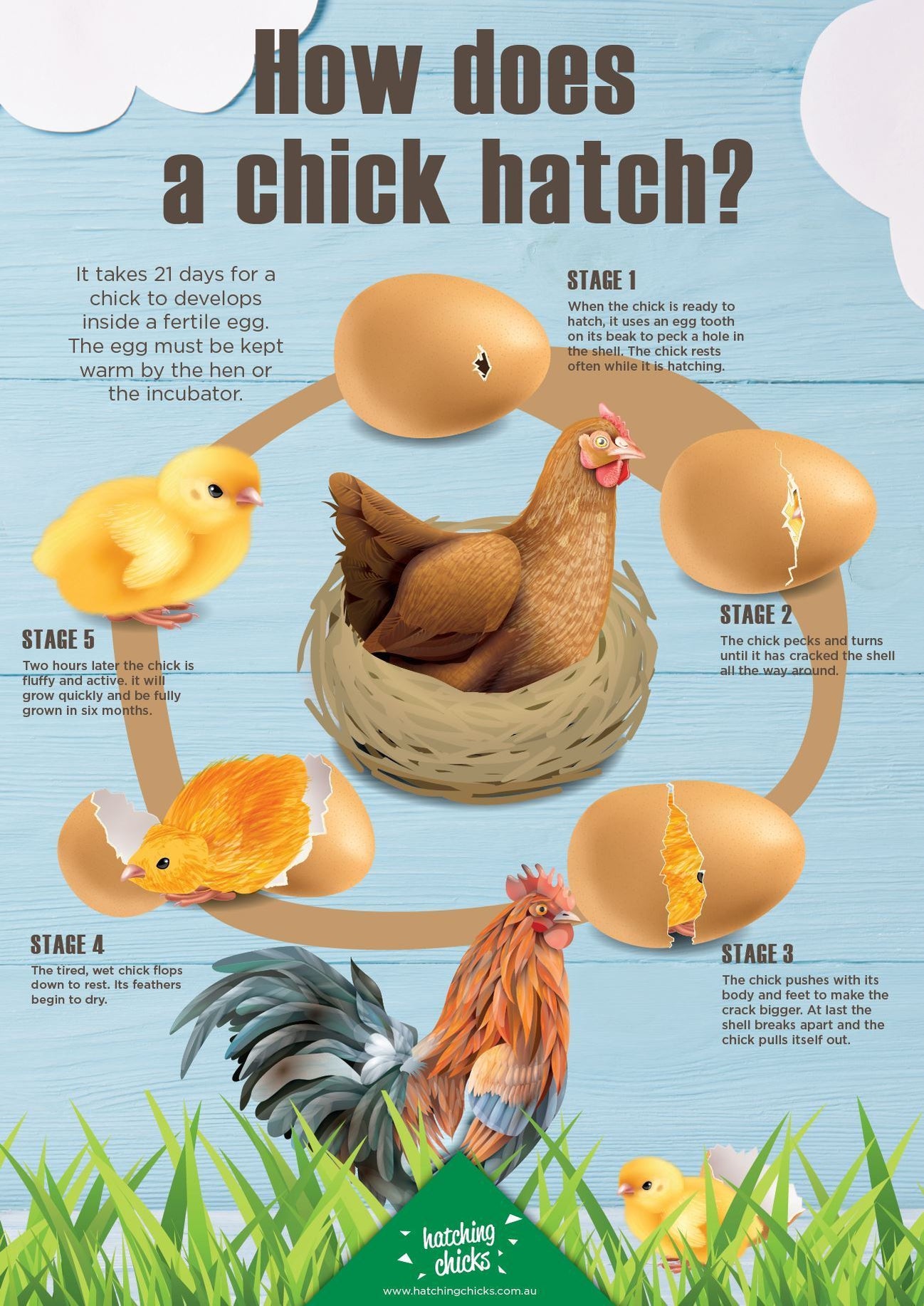 Hatching baby chickens in the classroom — Hatching Chicks